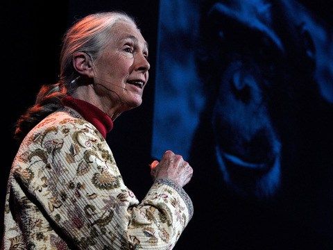 Jane Goodall en su presentación "Como los humanos y animales pueden vivir juntos"