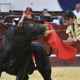 corridas de toros maltrato