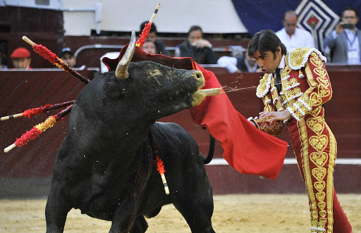 corridas de toros maltrato