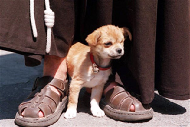 Perro_SanFranciscoDeAsis