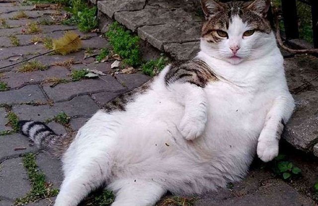 Obesidad en Animales de Compañía