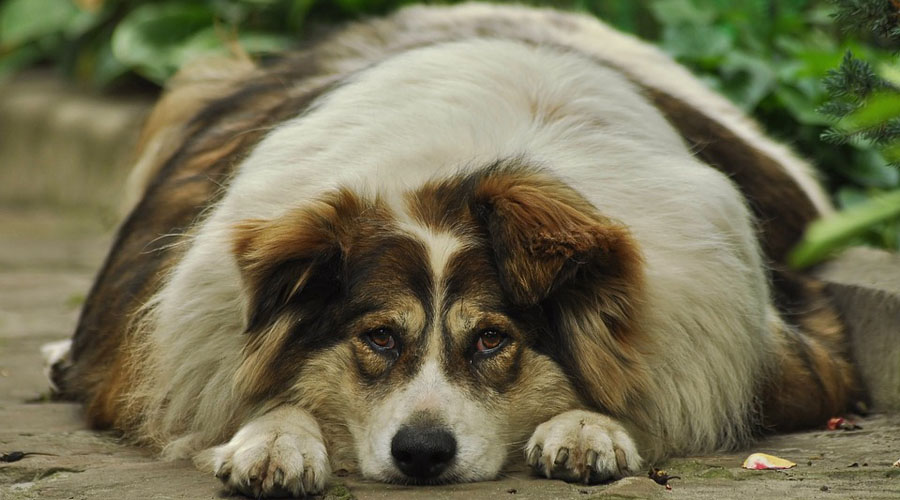 thick-4392363_960_720