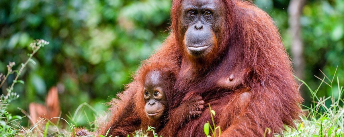 orangután, aceite de palma, maltrato animal