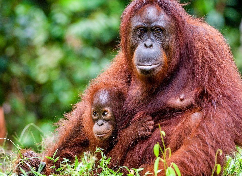 orangután, aceite de palma, maltrato animal
