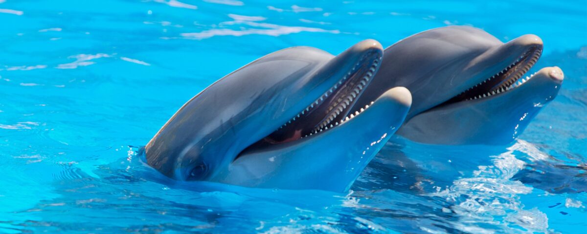 defines en delfinoterapia