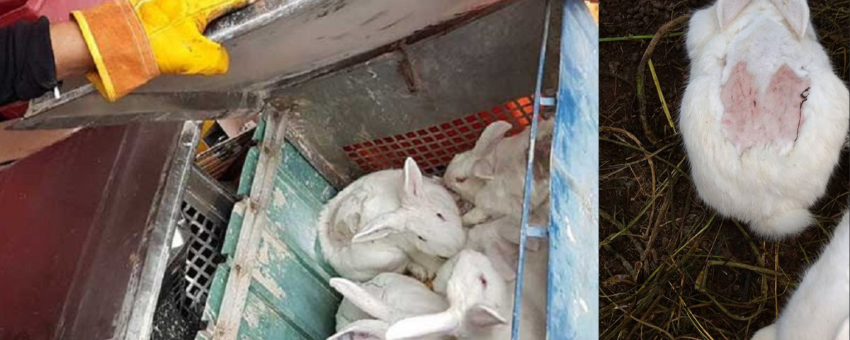 conejos pruebas cosmeticas