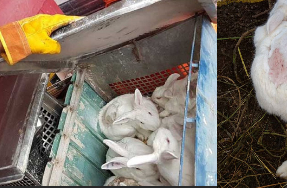 conejos pruebas cosmeticas