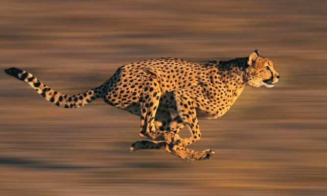 Guepardo, el más veloz. FOTO, Hogarmania